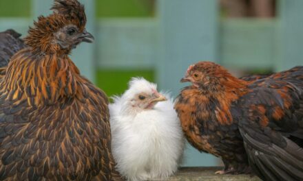 Roosting Chickens