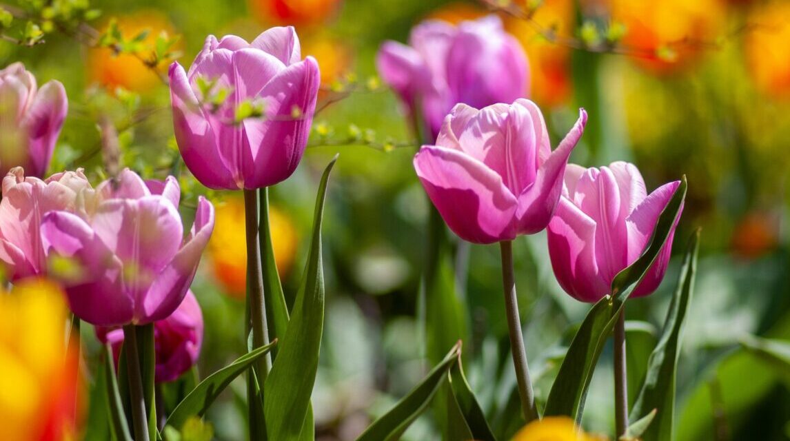 Spring in Fairyland
