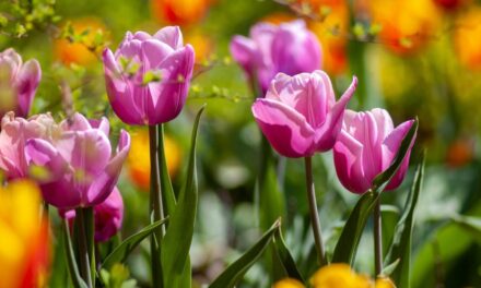 Spring in Fairyland
