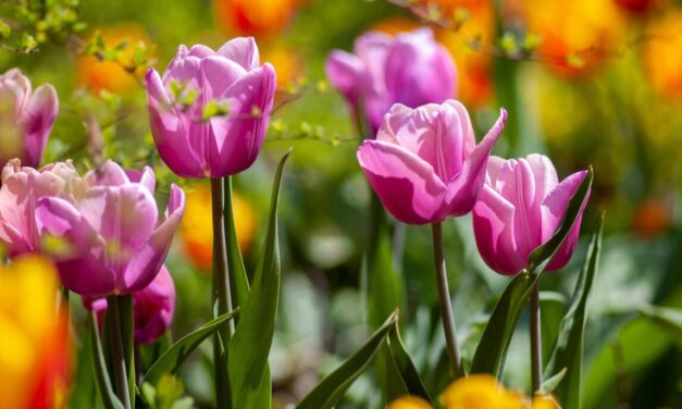 Spring in Fairyland
